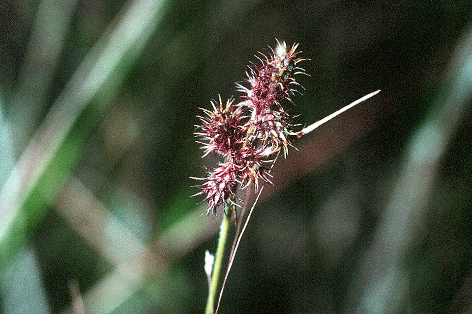 Fuirena squarrosa — bloom photograph