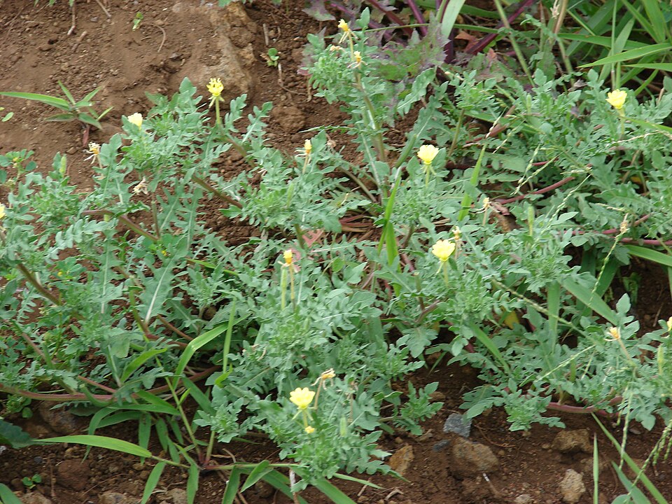 Oenothera laciniata — whole photograph