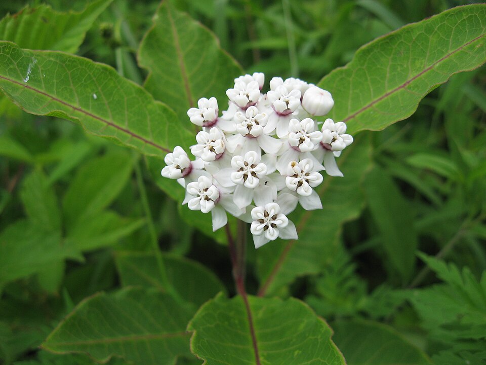 Asclepias variegata — bloom photograph