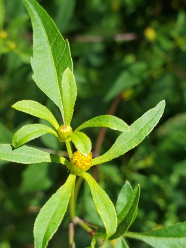 Bidens discoidea — flower/foliage photograph