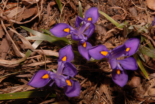 Iris verna var. smalliana photograph