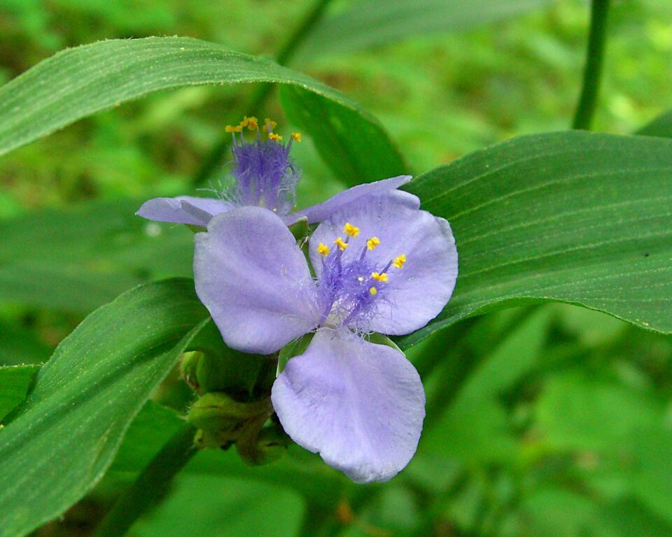Tradescantia subaspera — bloom photograph
