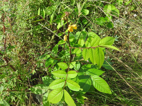 Senna occidentalis — foliage photograph