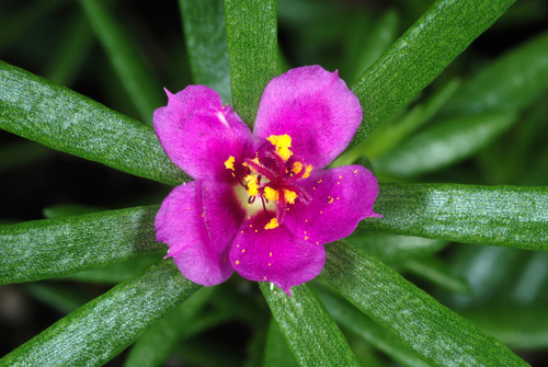 Portulaca pilosa — flower photograph