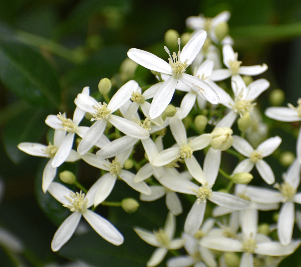Clematis virginiana — bloom photograph