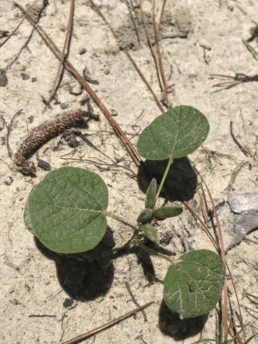 Rhynchosia reniformis — leaf photograph