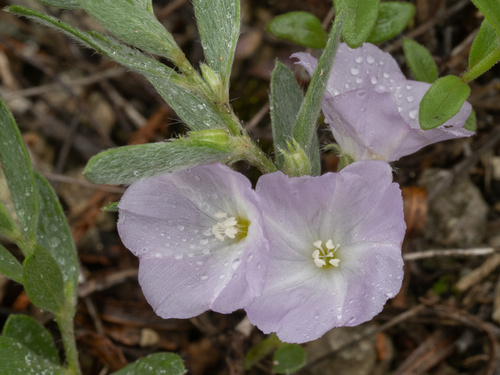 Evolvulus nuttallianus — flower photograph