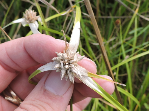 Rhynchospora colorata — flower photograph