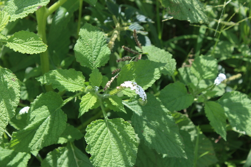 Heliotropium indicum — whole plant photograph