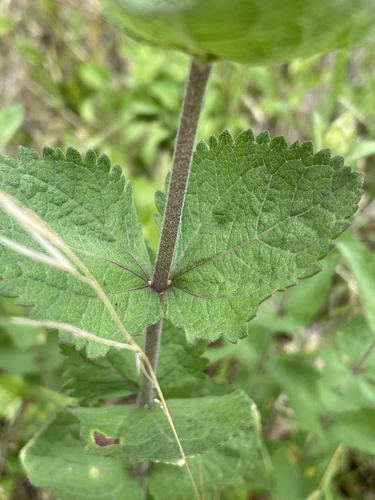 Eupatorium pubescens — leaf photograph
