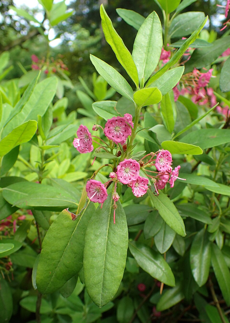 Kalmia angustifolia — bloom photograph