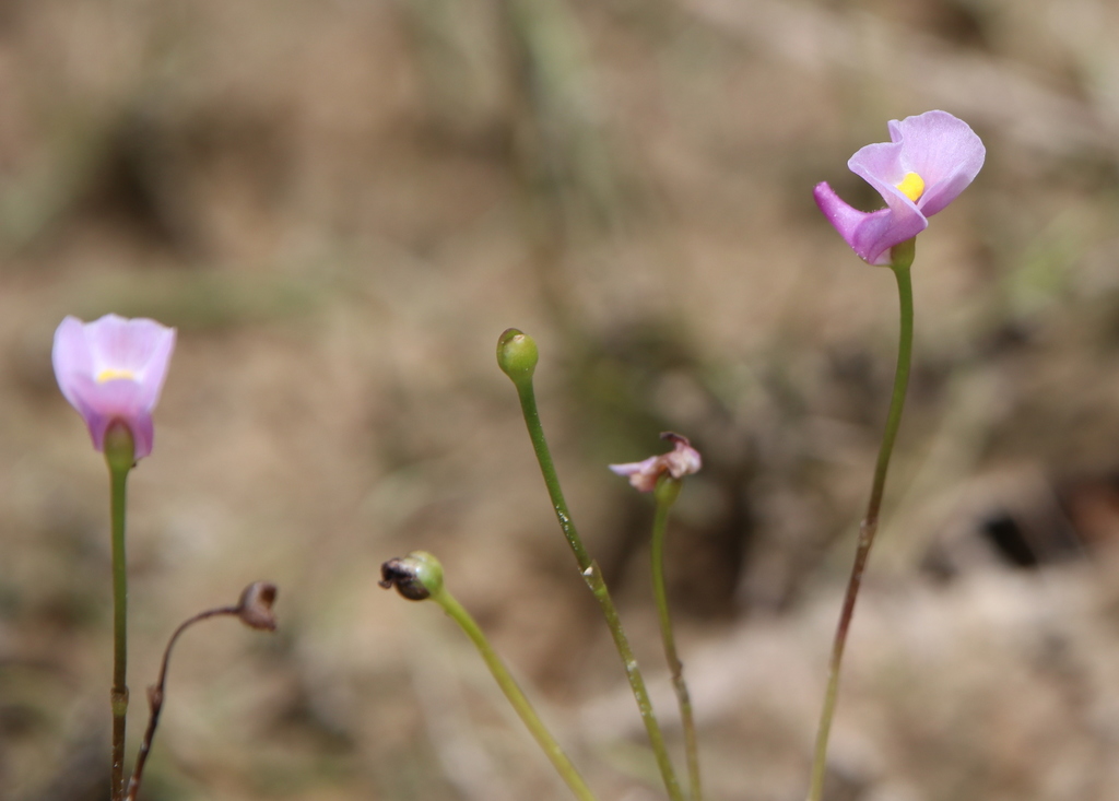 Utricularia resupinata — bloom photograph