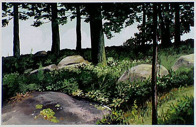 Trees and rocks on Little Kennesaw Mountain.