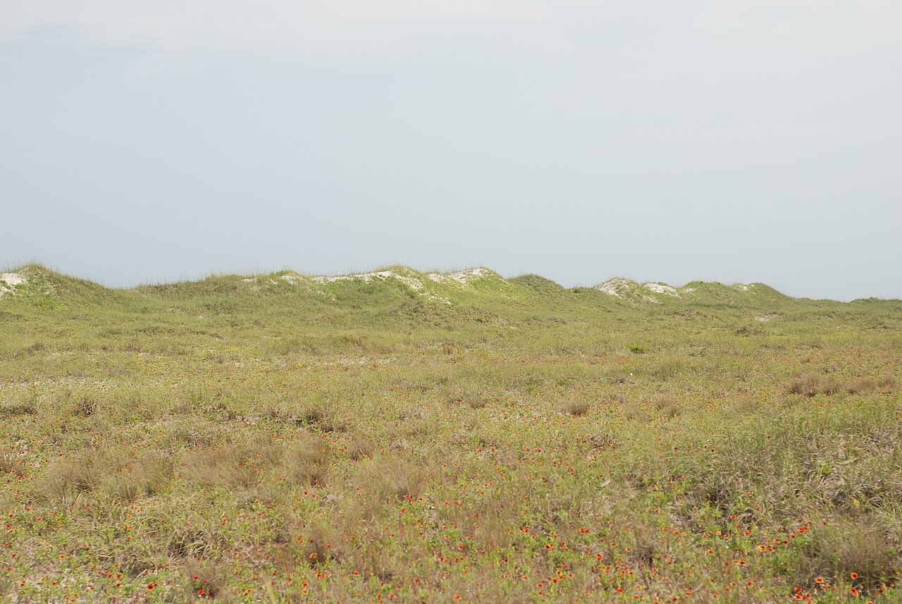 Core Banks dunes, June 2013