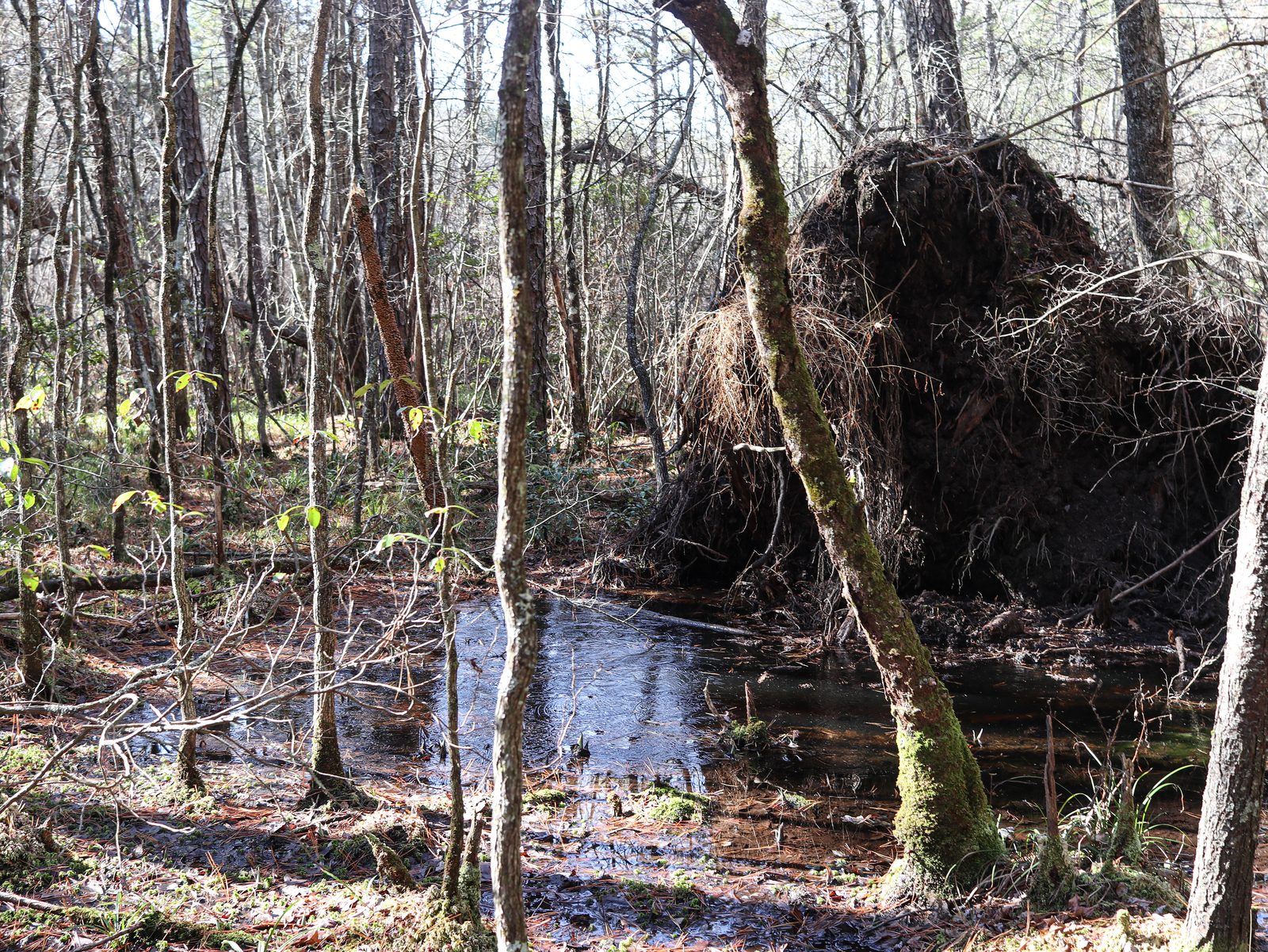 Southern Appalachian bog site in northwest North Carolina
