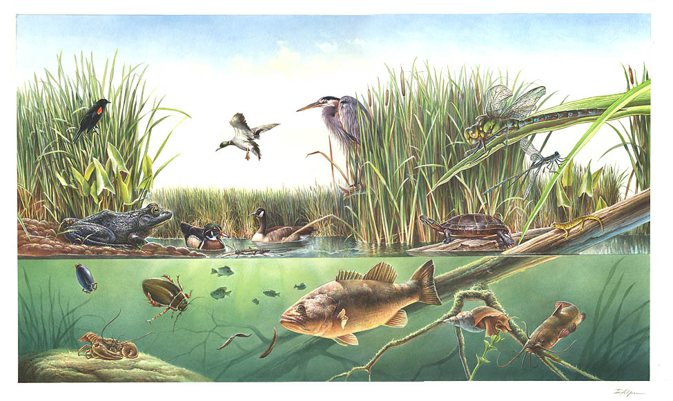 Georgia pond and emergent wetland