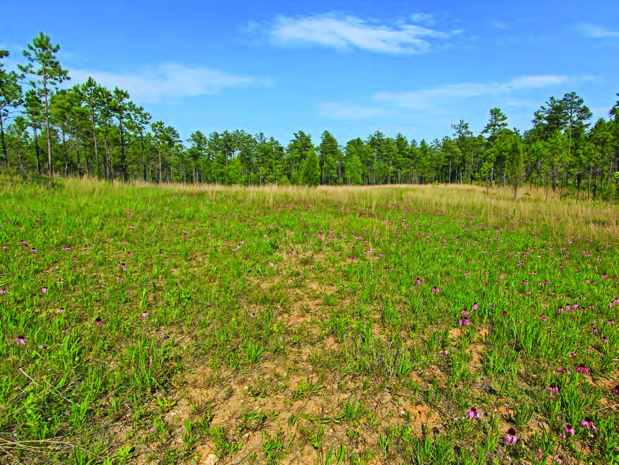 Grand Prairie, Coosa Valley Prairies, Floyd County