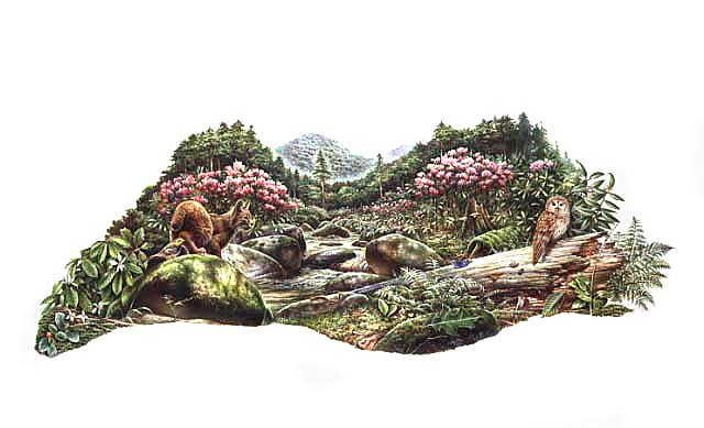 Hemlock forest / rocky mountain stream