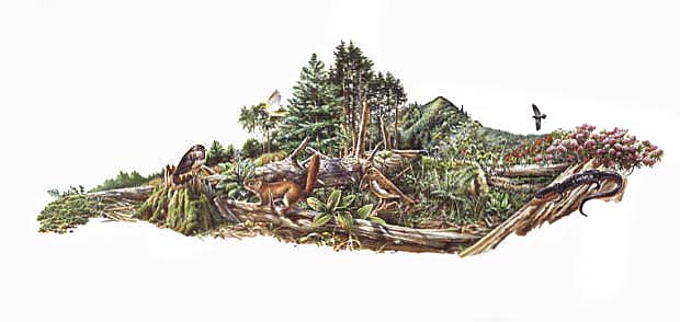 Spruce-fir forest