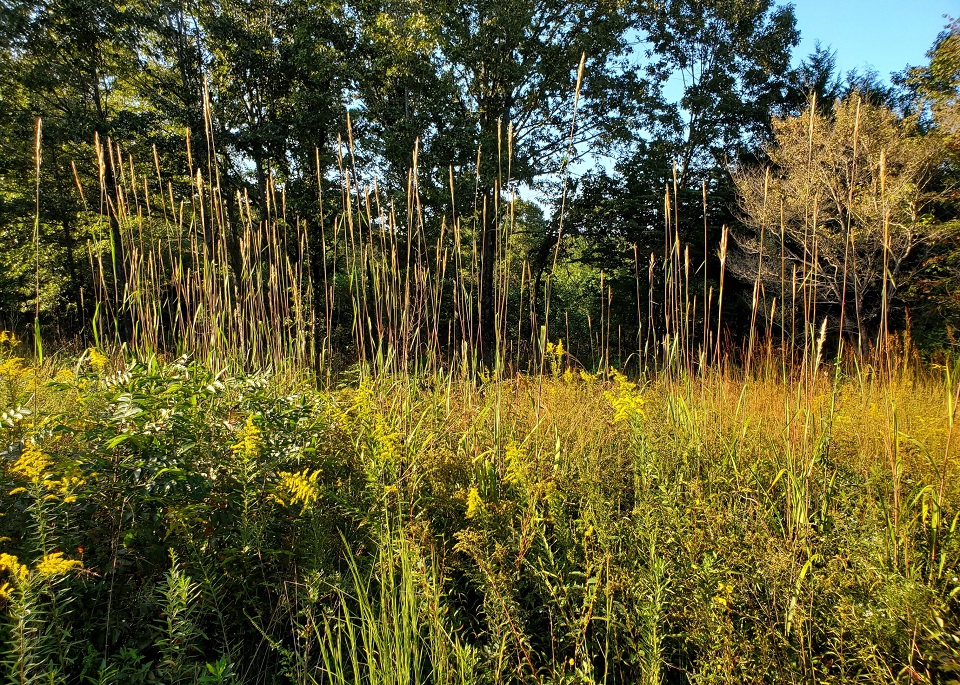 Barrens native plants returning after prescribed fire, September 2020