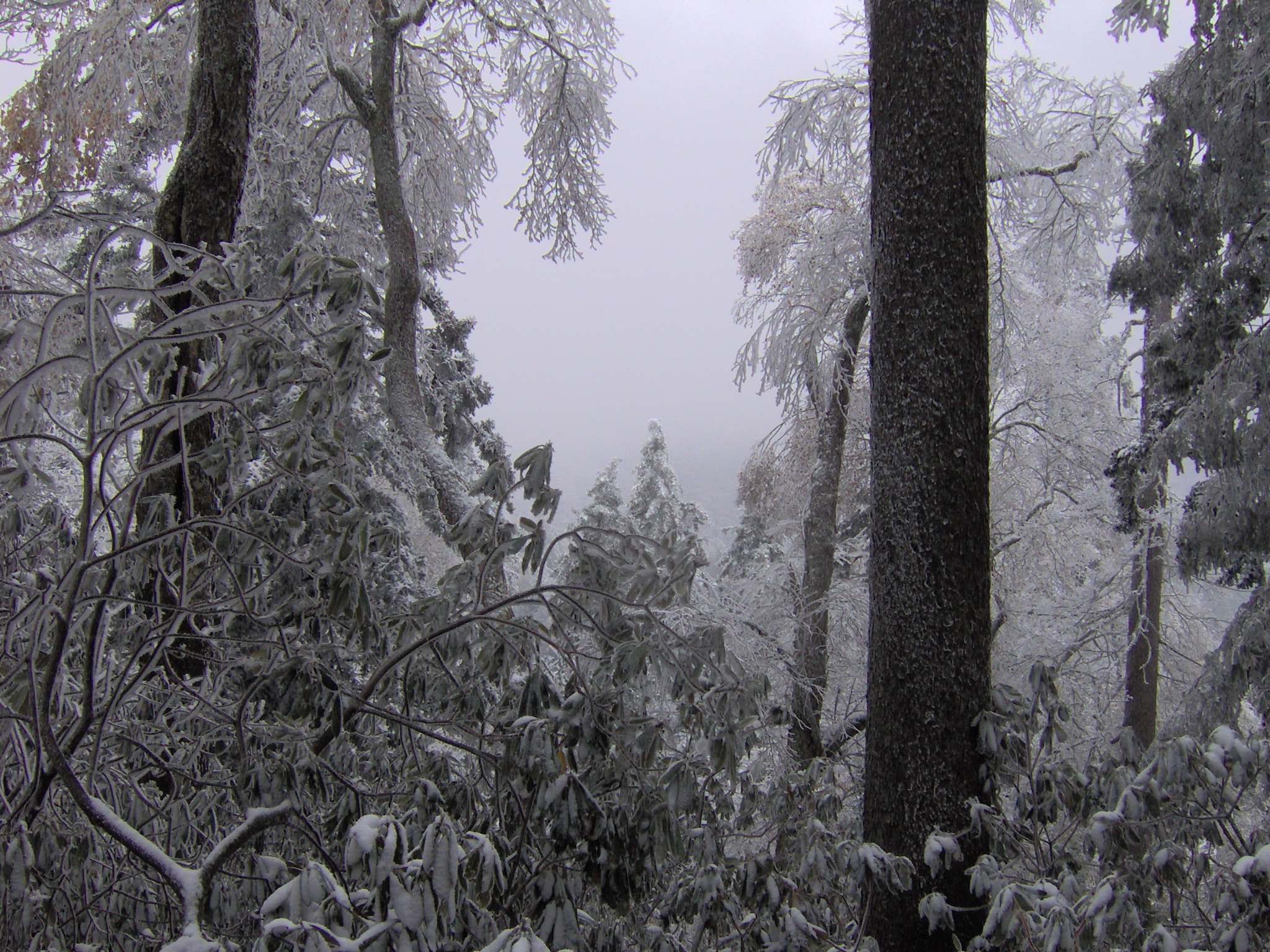 Frozen northern hardwood forest, Baxter Creek Trail