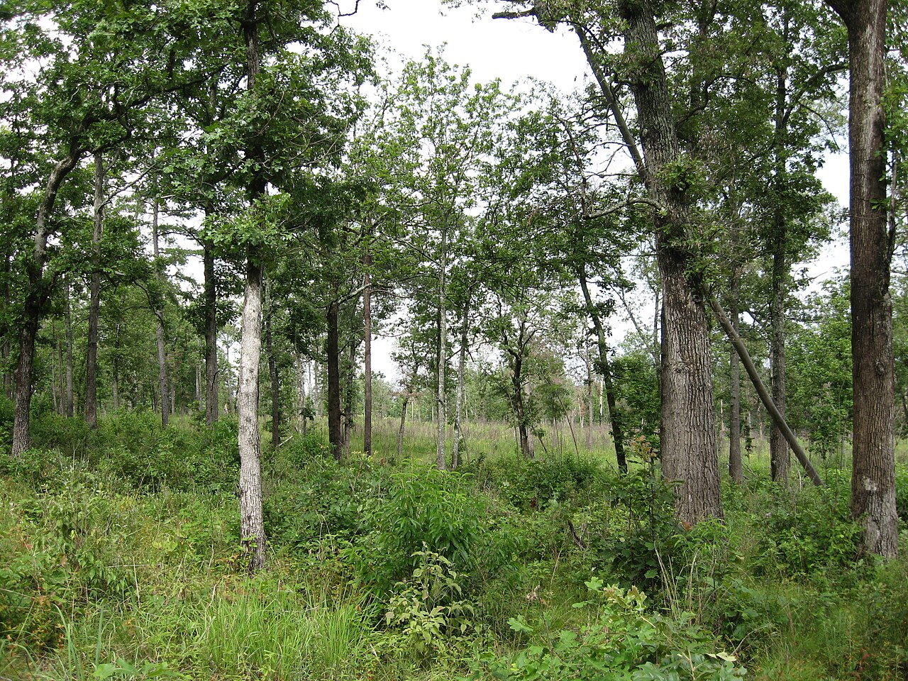 Catoosa Savanna, 11 July 2012