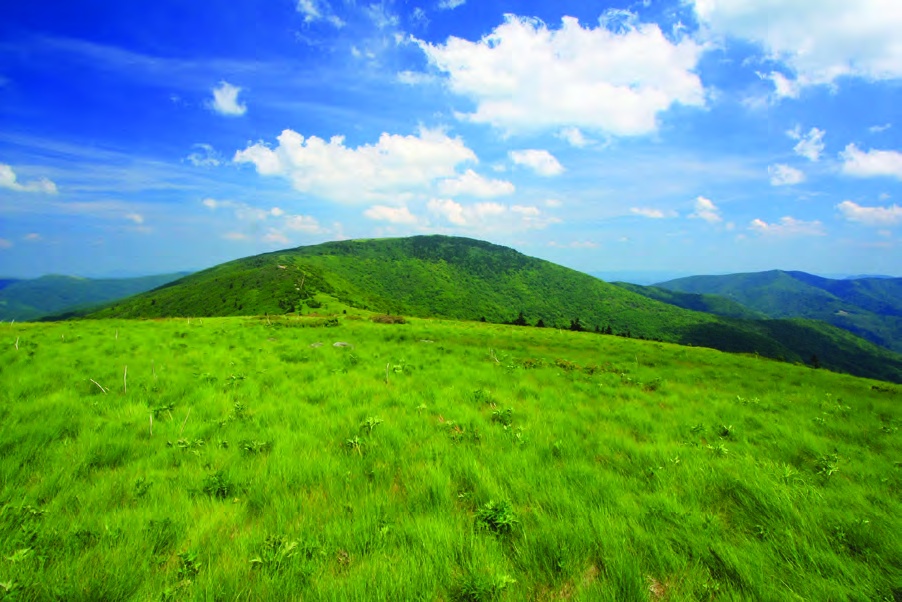 Grass bald at Round Bald