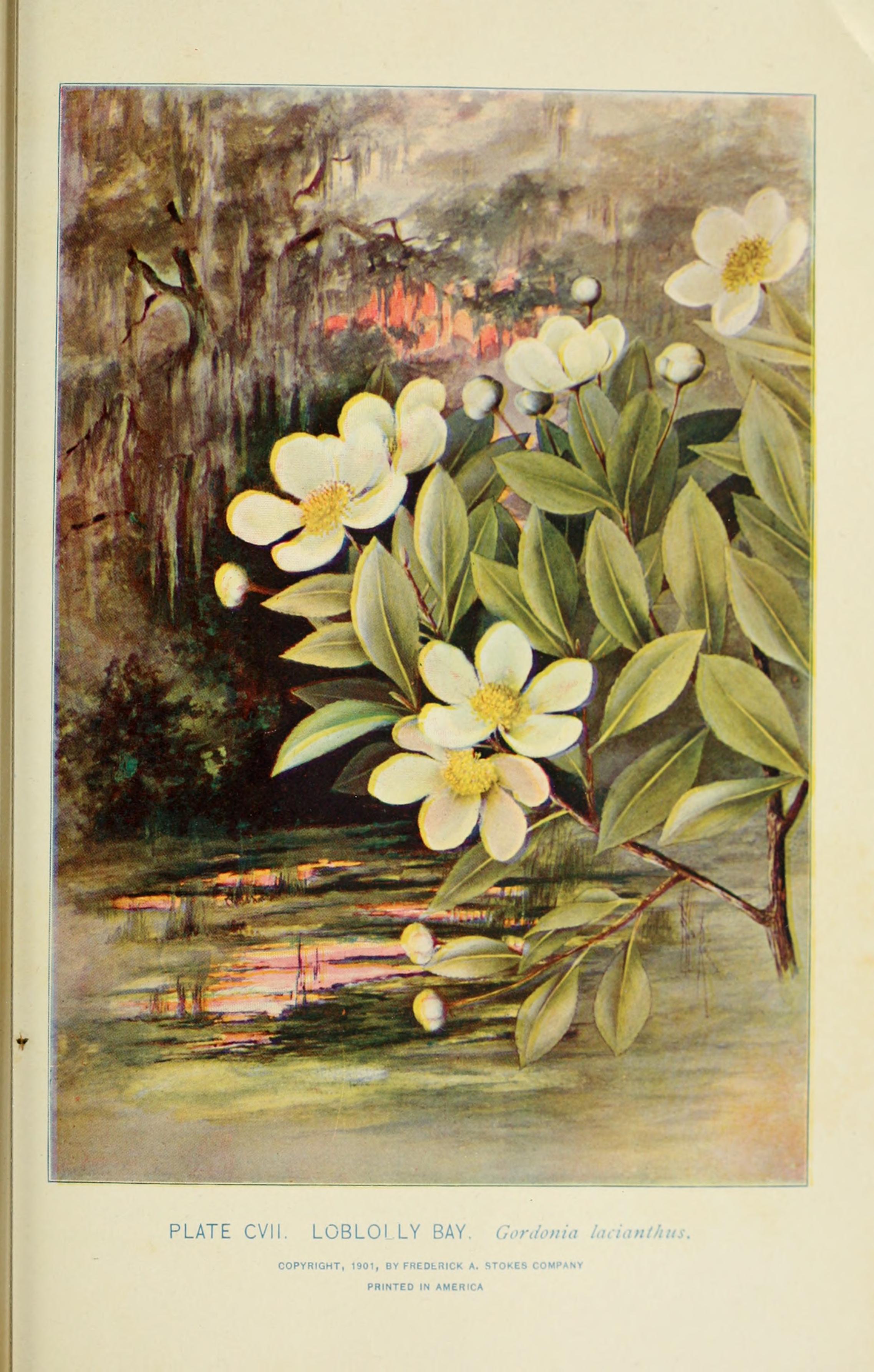 Loblolly bay in a coastal swamp