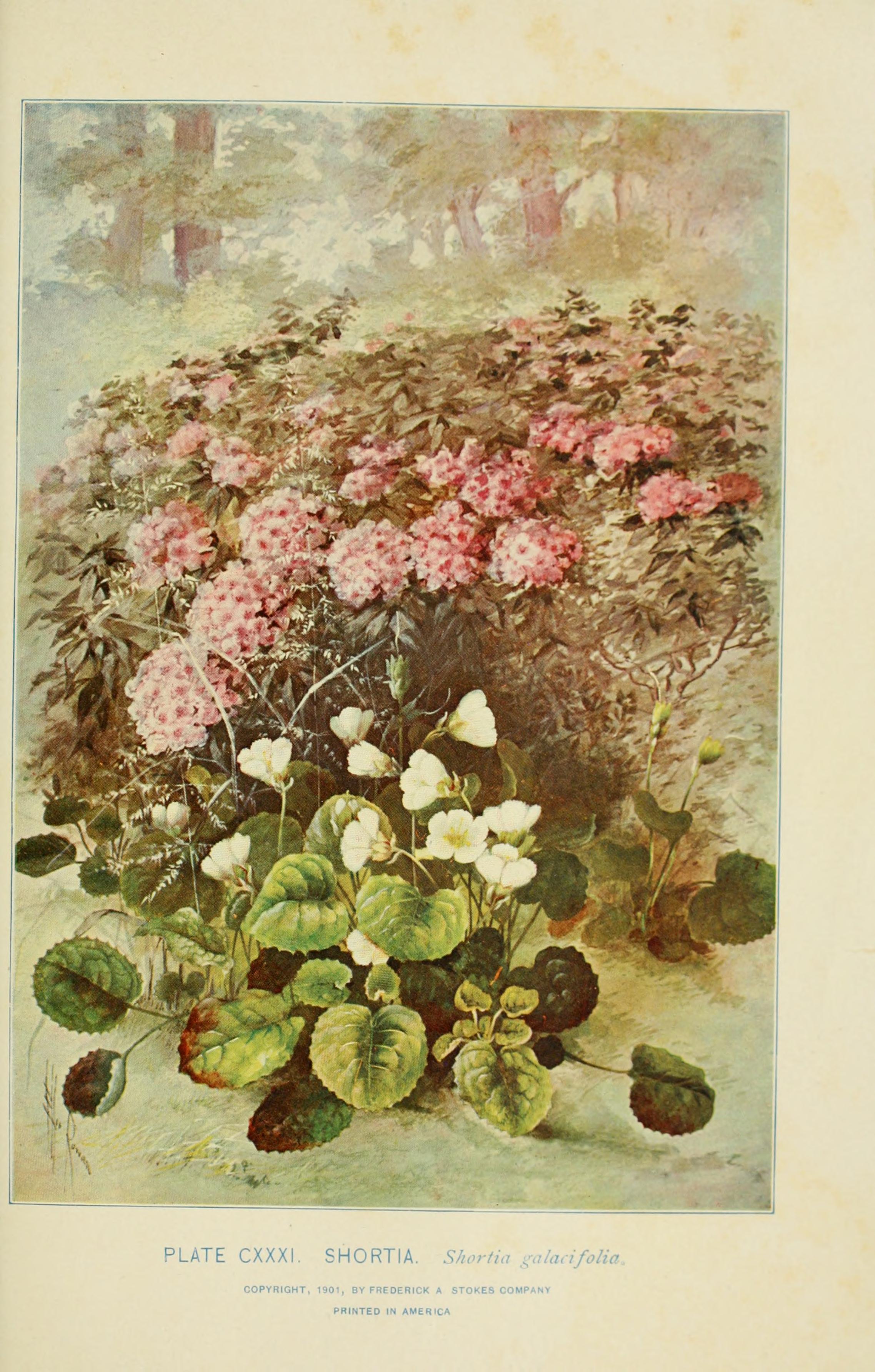 Shortia beneath rhododendrons in mountain woodland