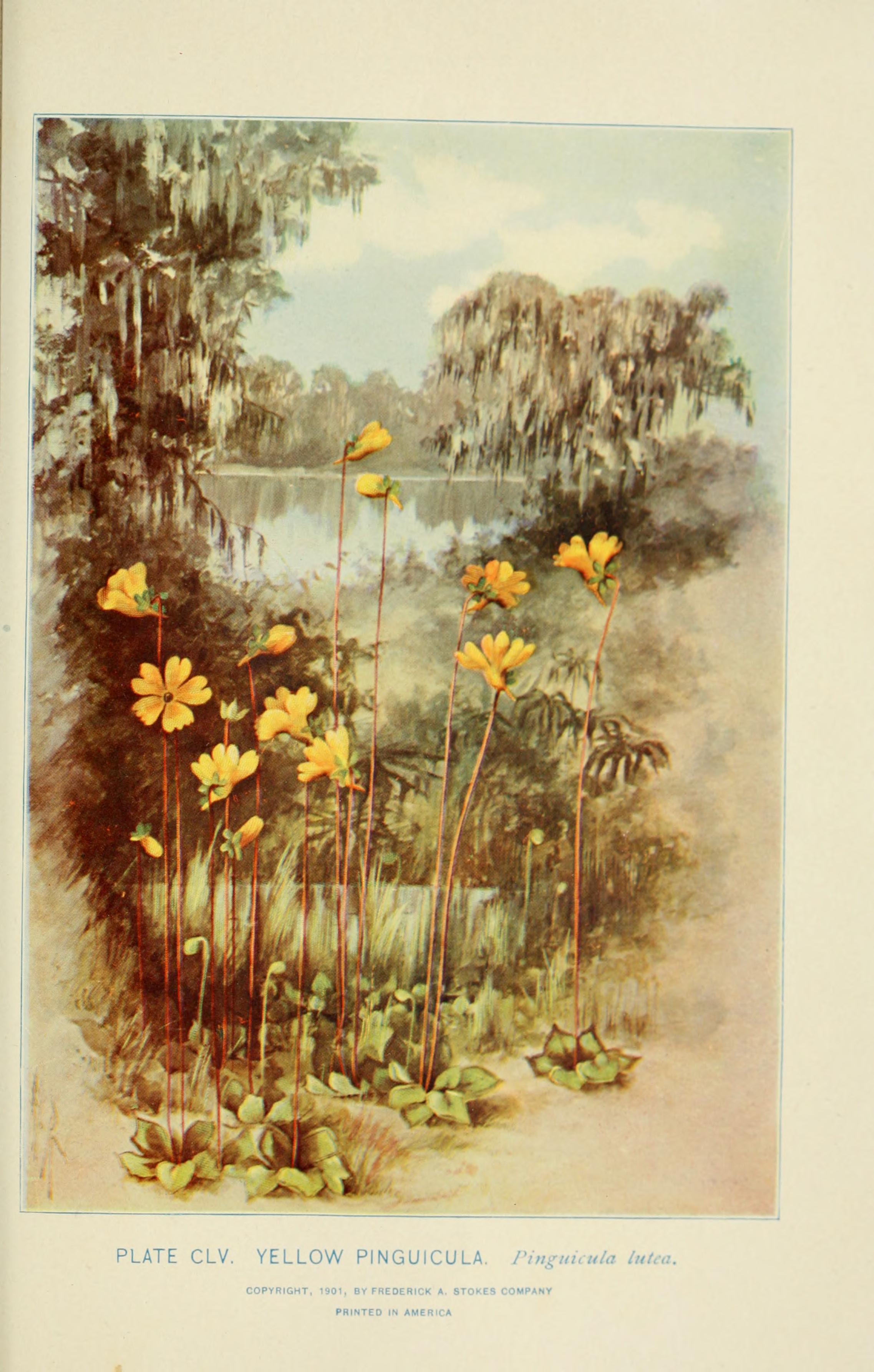 Yellow butterwort beside a moss-hung coastal pond