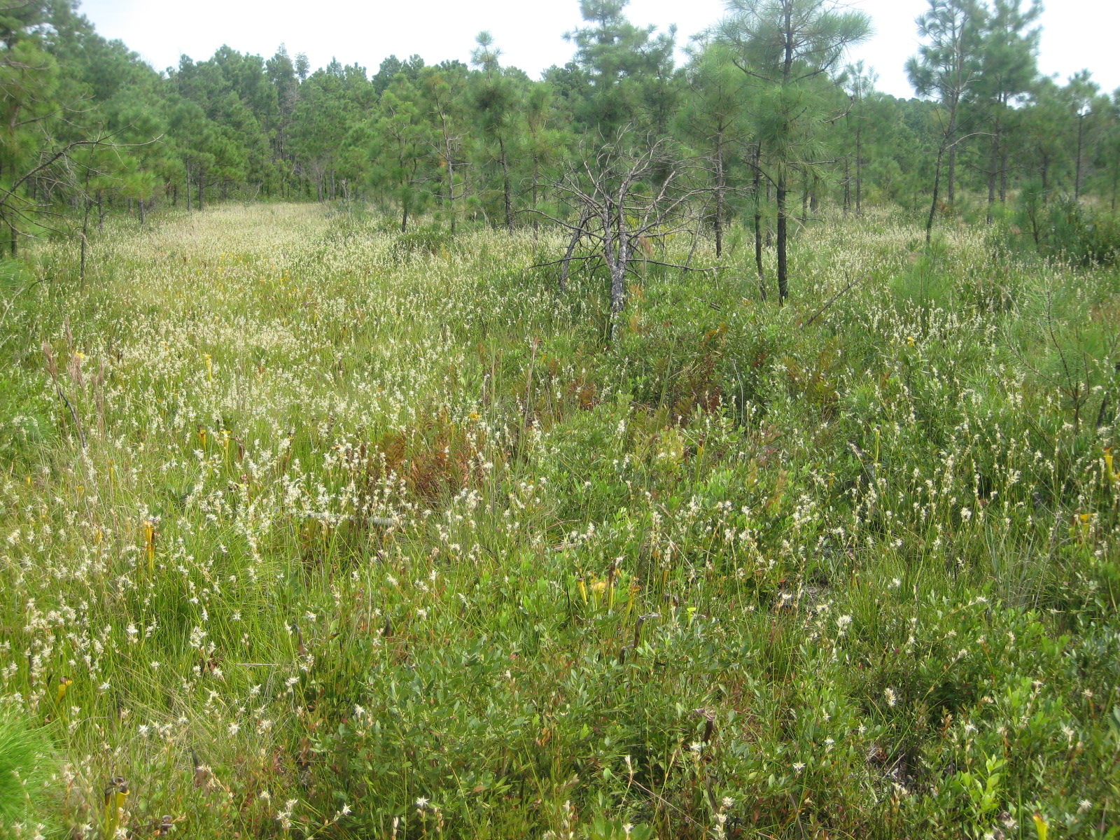 Sandy Pine Savanna, Rush Featherling subtype