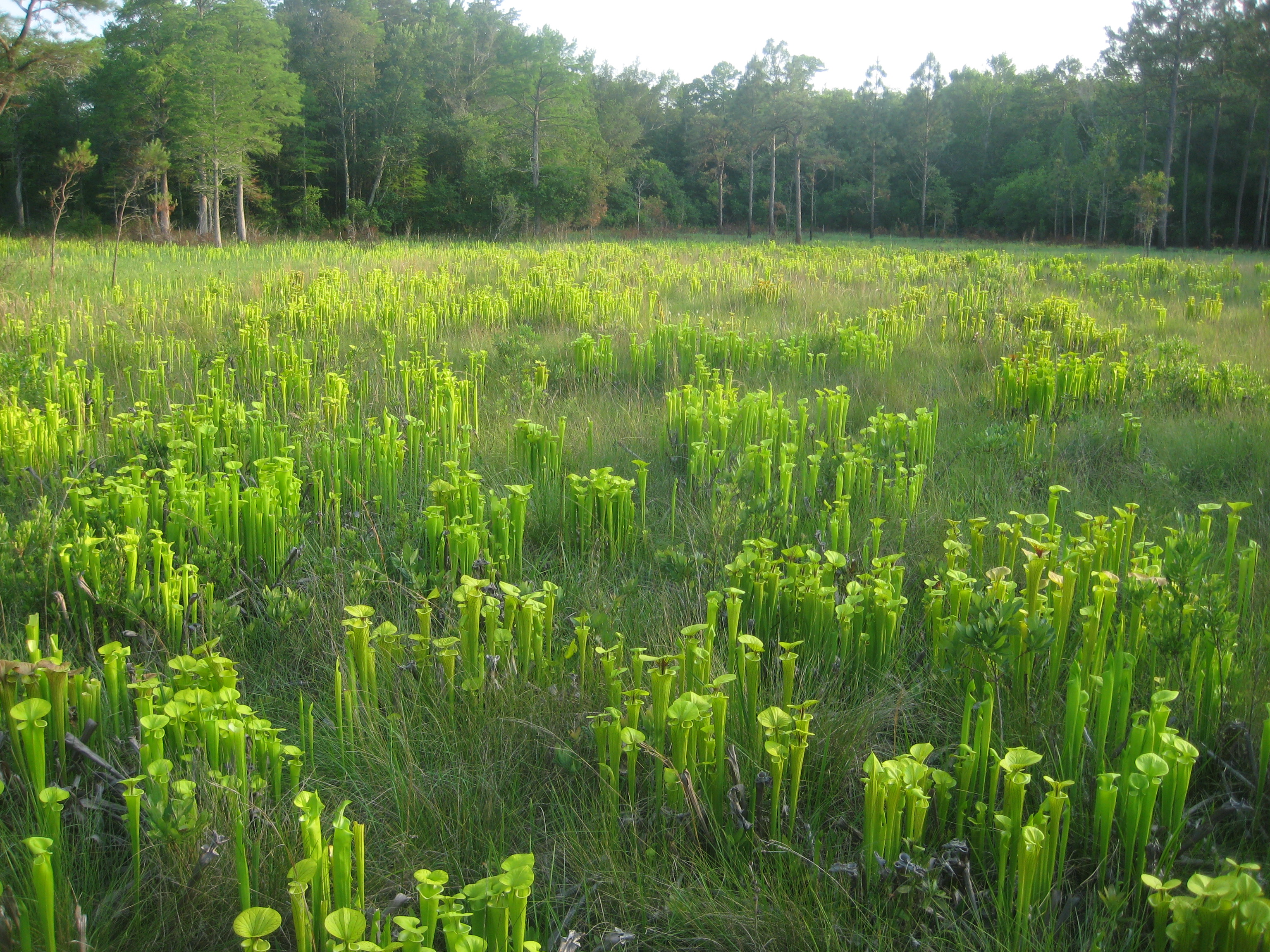 Wet Loamy Pine Savanna with yellow pitcher plants