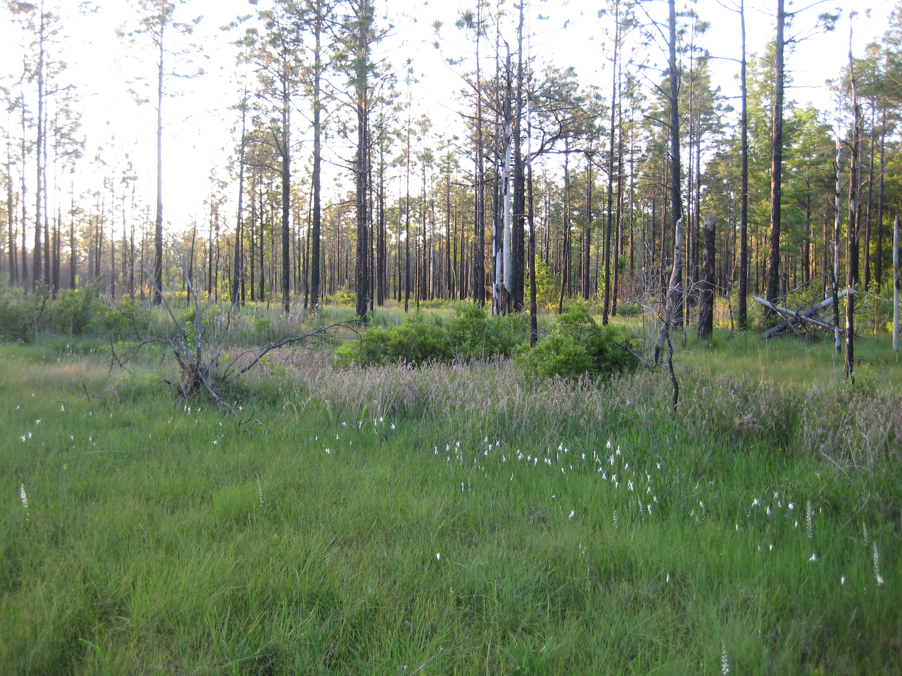 Very Wet Loamy Pine Savanna depression