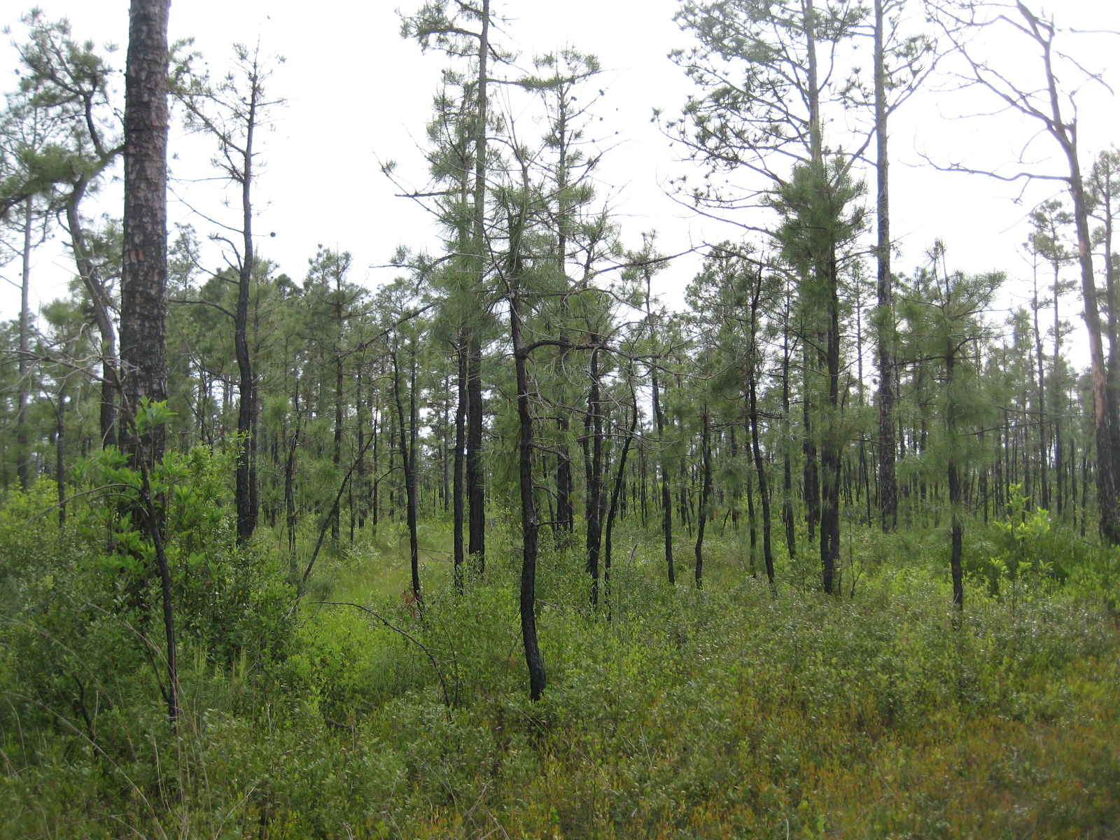 Pond Pine Woodland