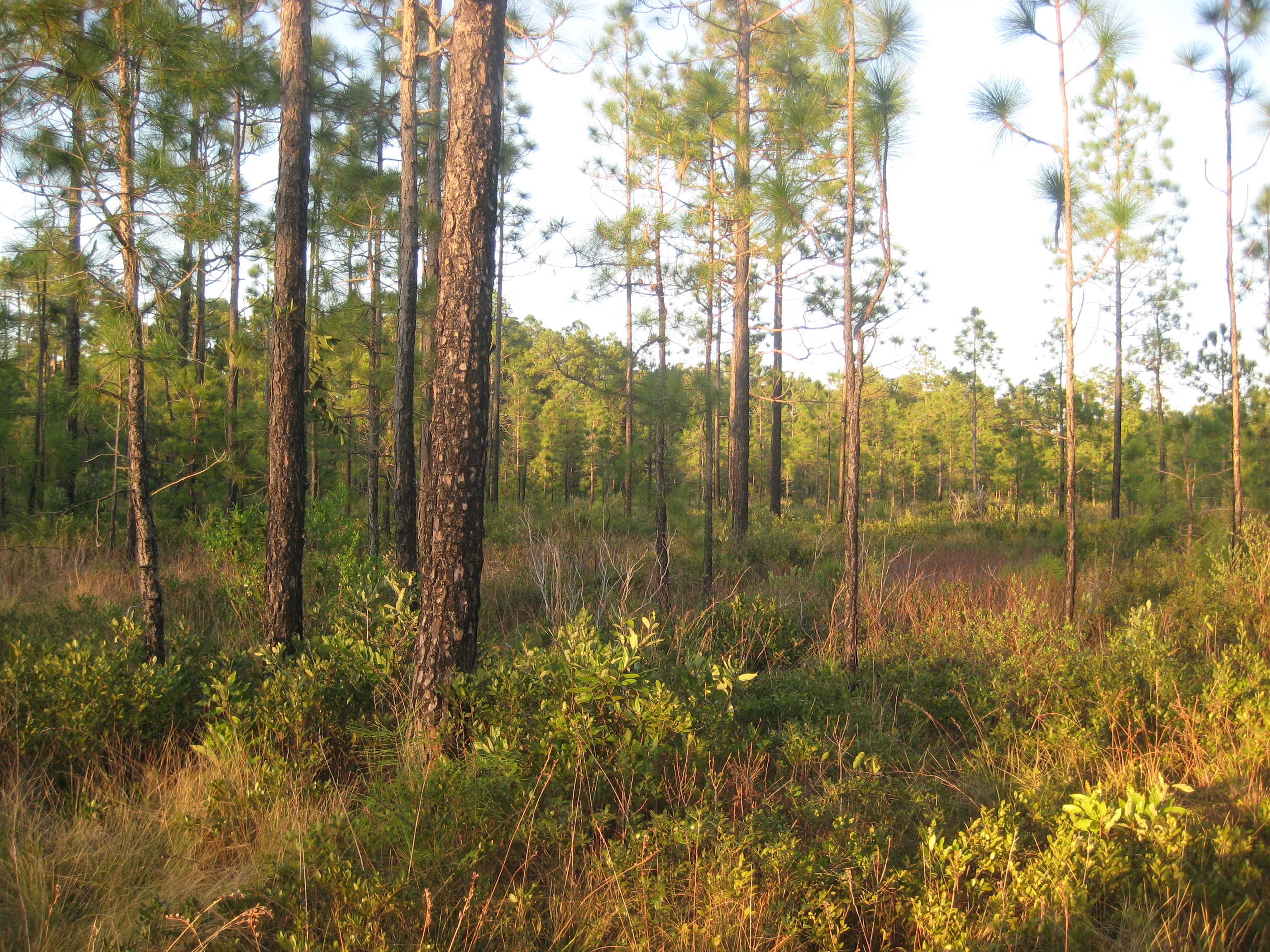 Wet Pine Flatwoods, Shaken Creek Preserve - typical shrub layer