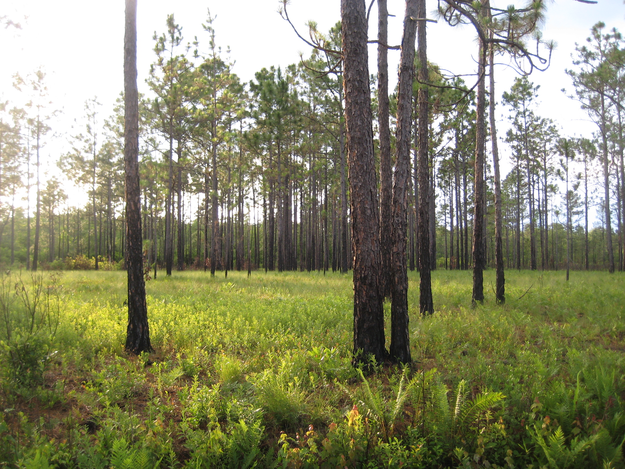 Wet Pine Flatwoods, Shaken Creek Preserve - frequently burned herbaceous floor