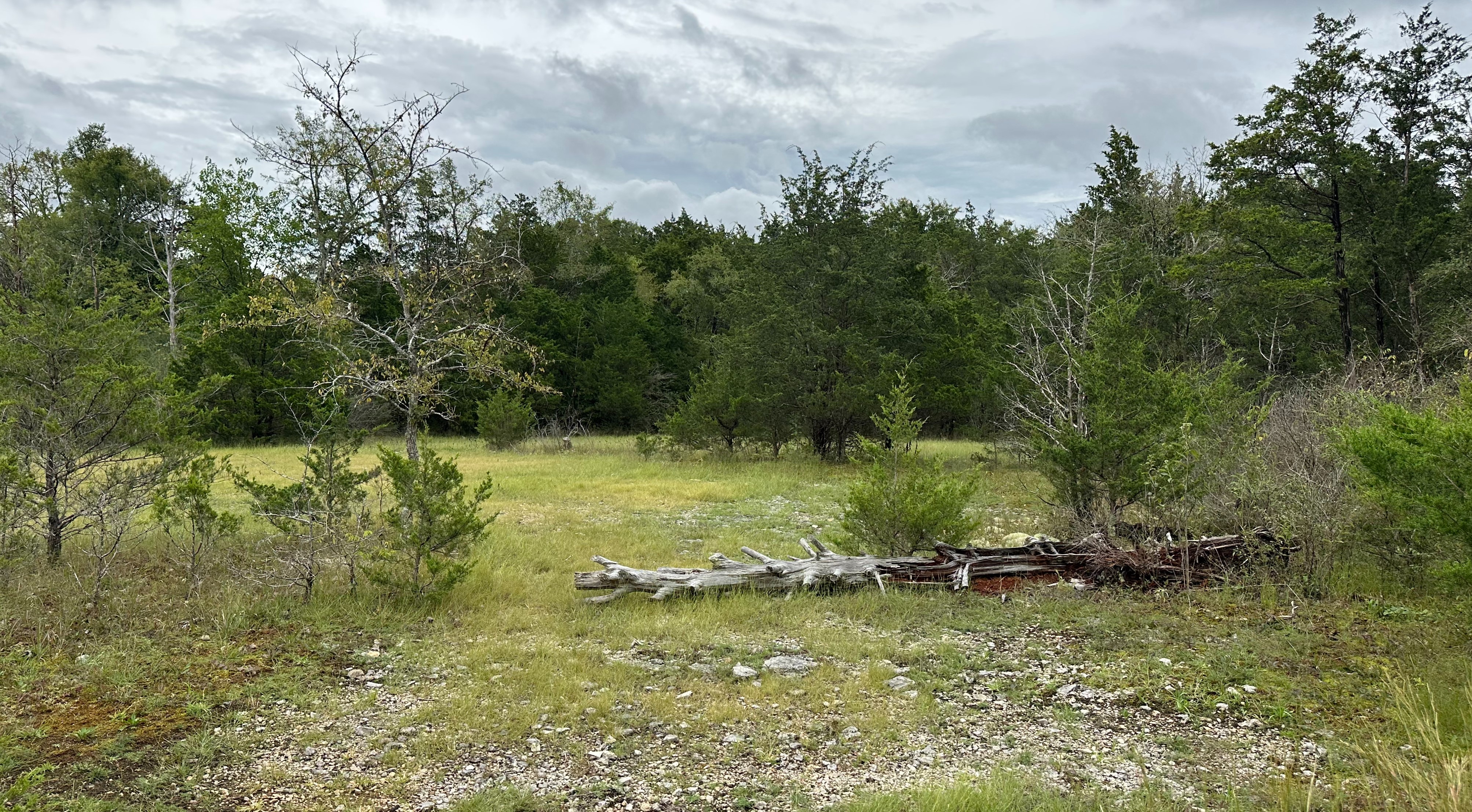 Limestone cedar glade at Stones River National Battlefield