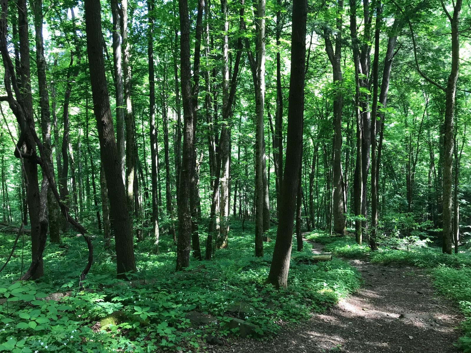 Cove Hardwood forest, May 2018--Andrea Walton (28115031807)