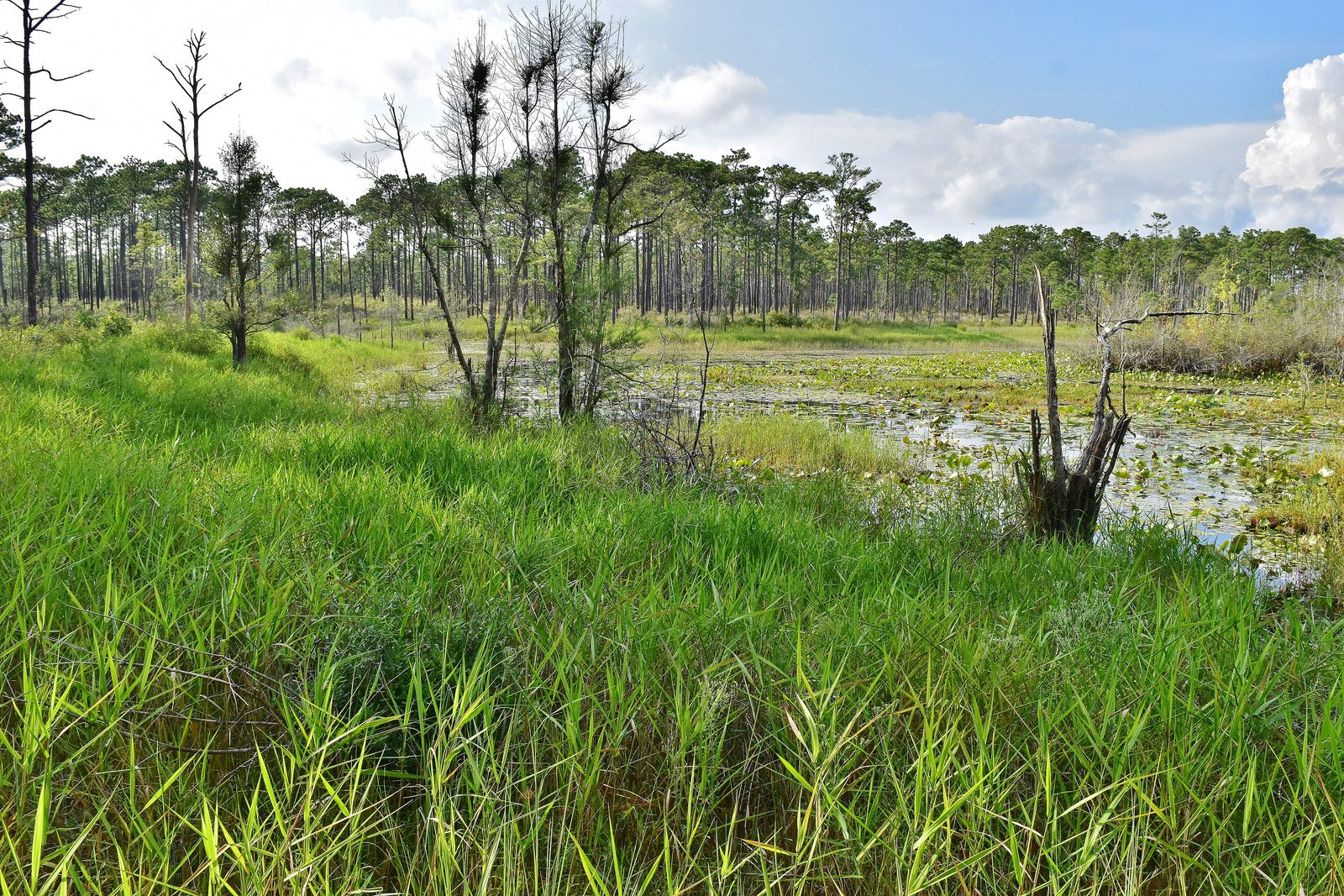 Scene large pond Patsy Pond Trl Croatan NF ncwetlands AM (18)