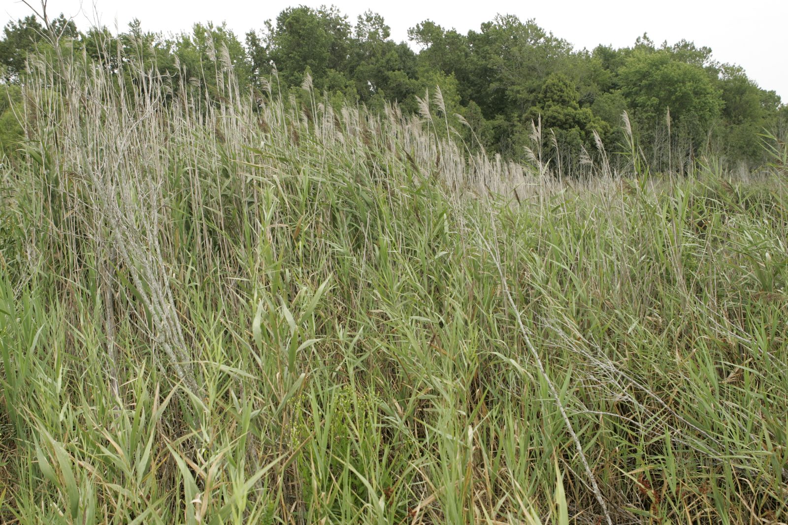 Phragmites (6887921959)