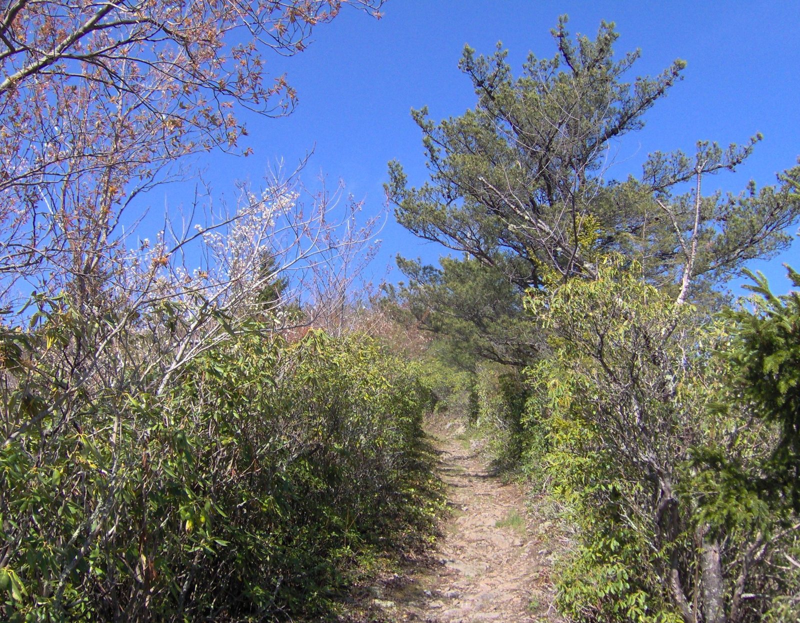 Snake-den-ridge-trail-gsmnp2