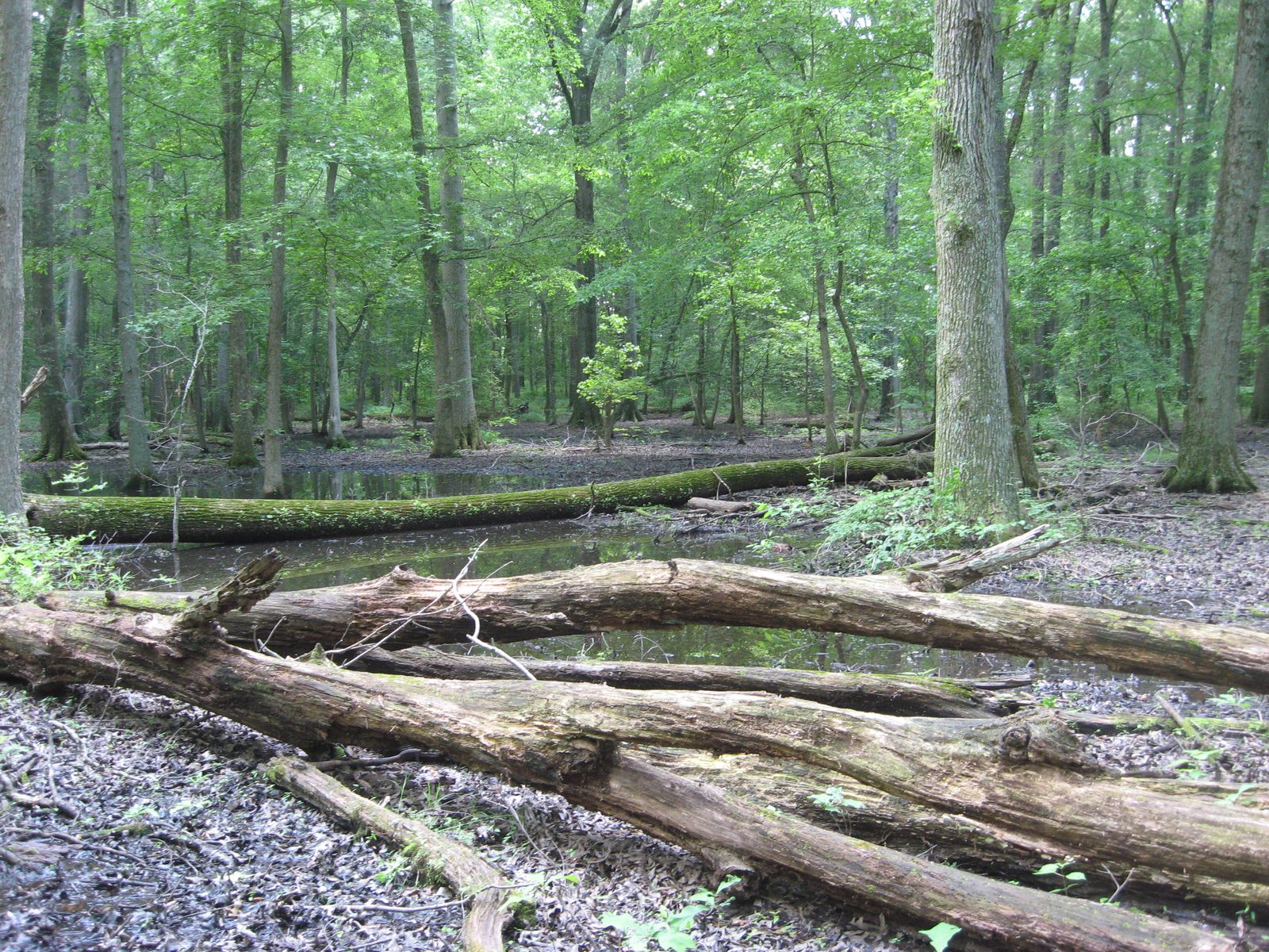 Pennyroyal Plain Flatwoods (montgomery co)