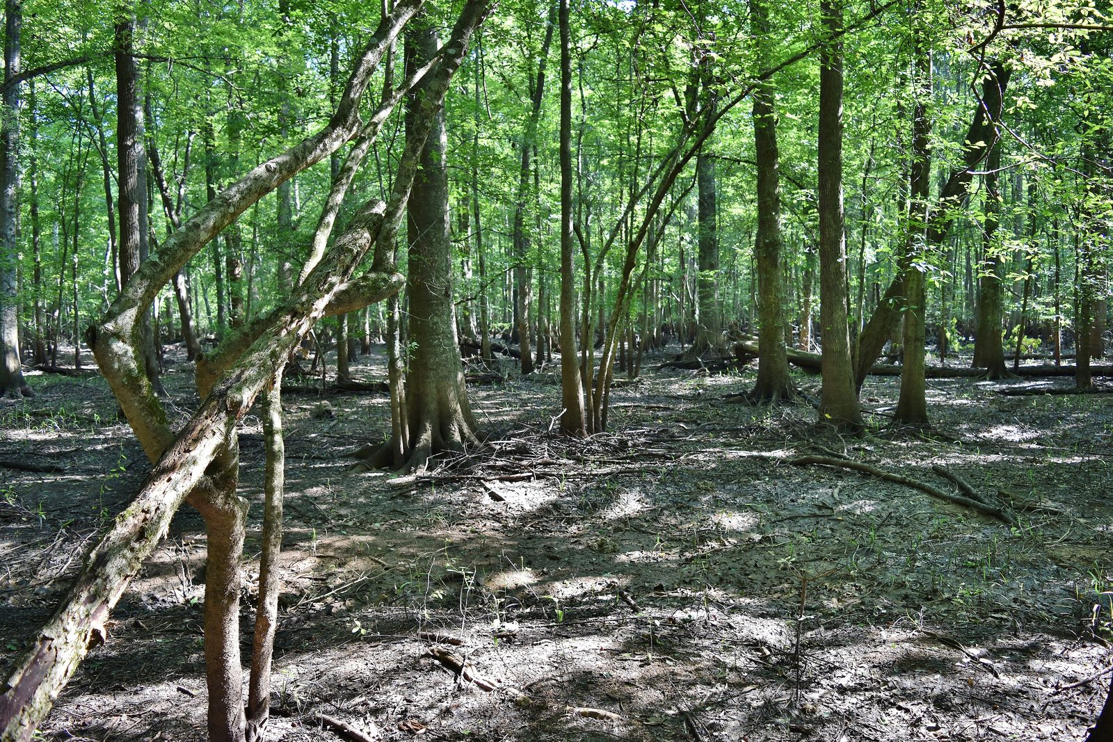 Scene recently flooded bottomland hardwood wetland Roanoke River NWR Kristie Gianopulos (7)