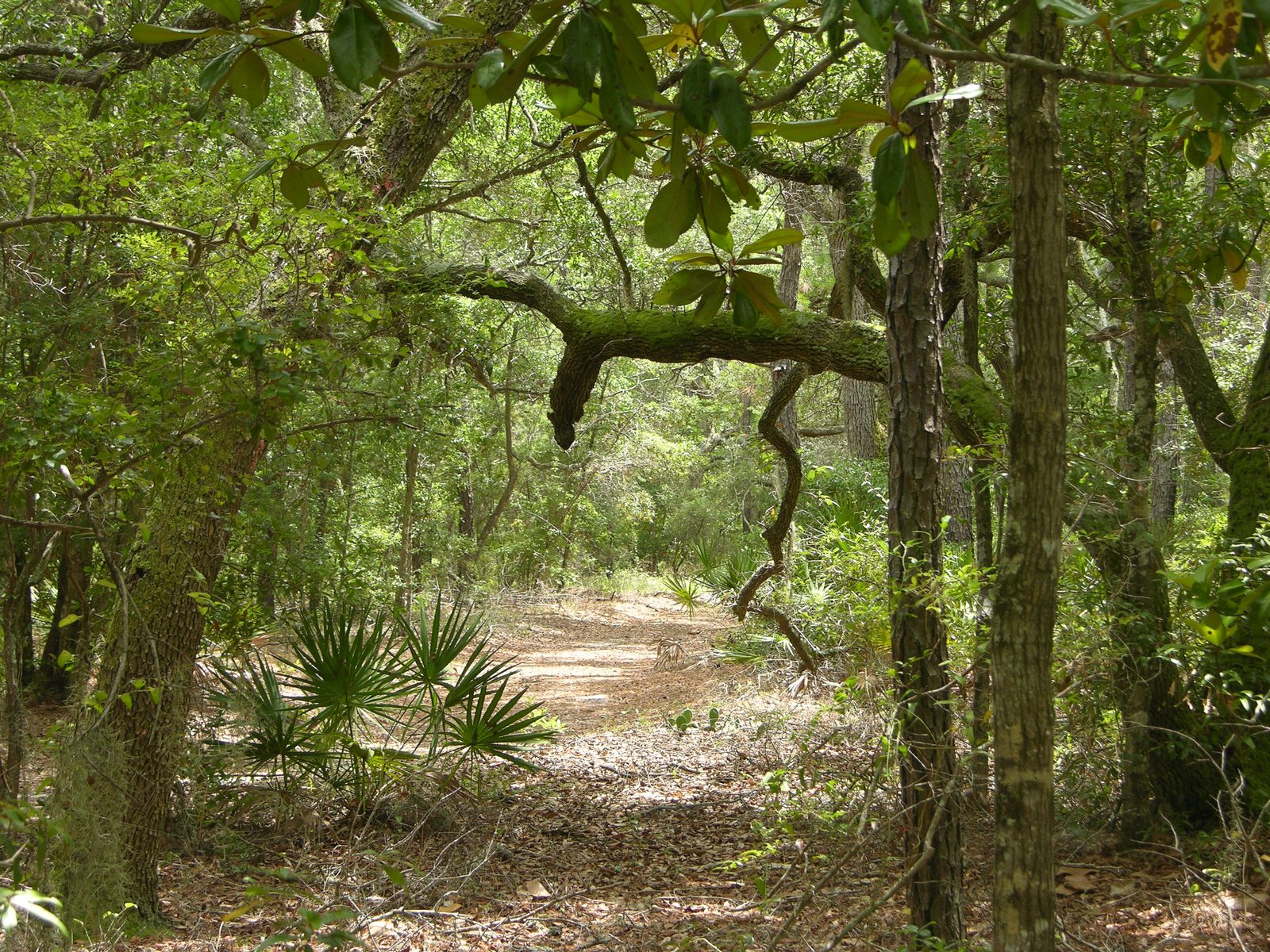 Maritime forest habitat on Sand Bayou Unit (8904429905)