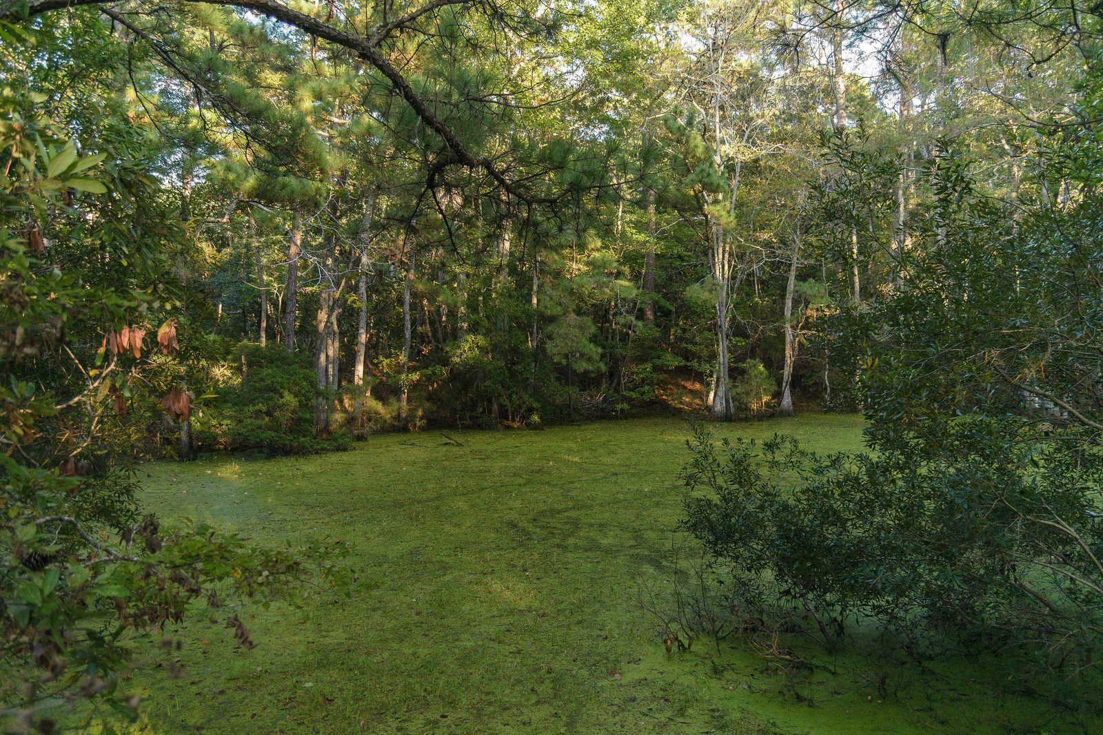 Nags Head Woods Preserve-3907 (23497654648)