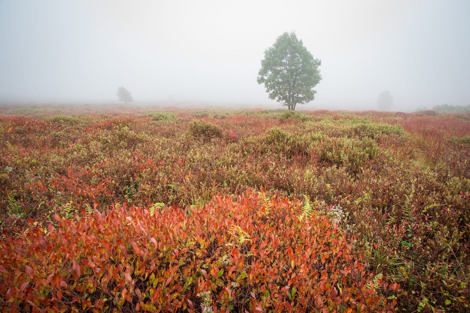 Big Meadows in Fall (21402052923)