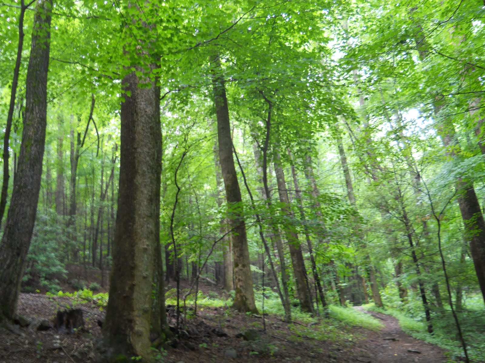 Great Smoky Mountains National Park1