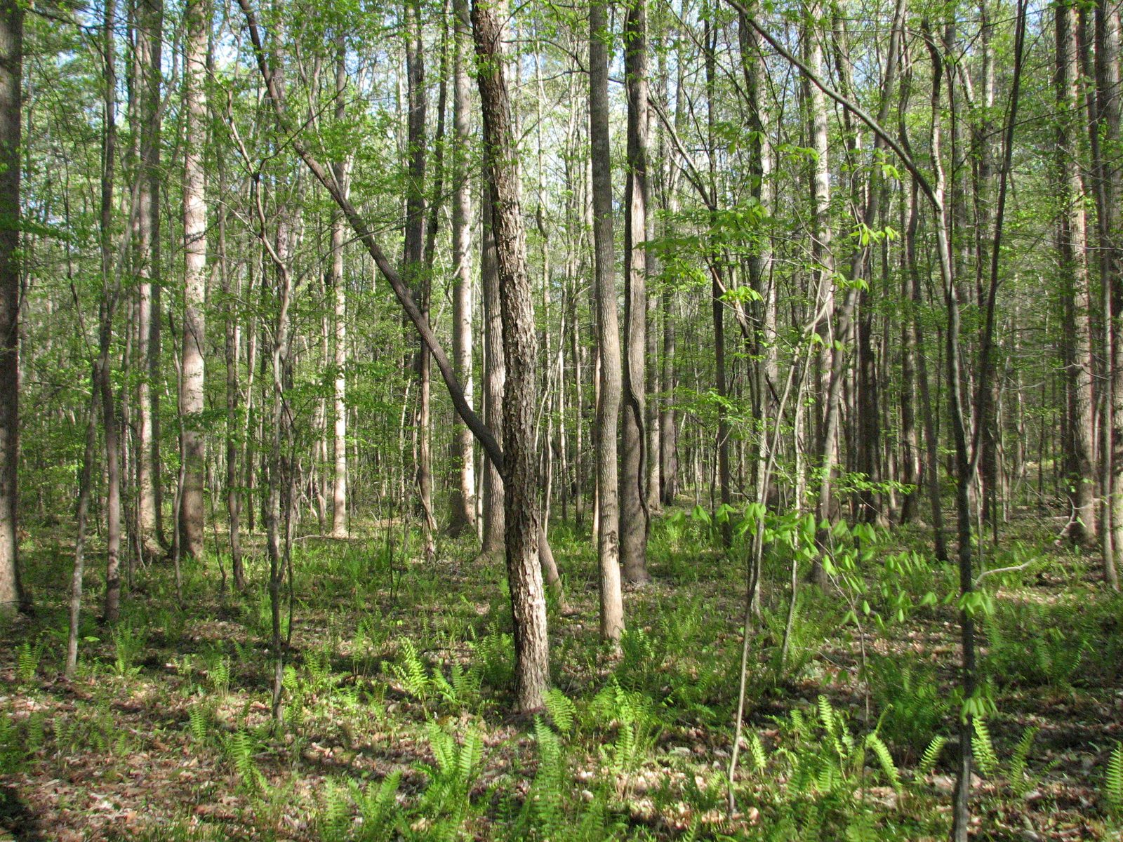 Trees Hemlock Bluffs 9334