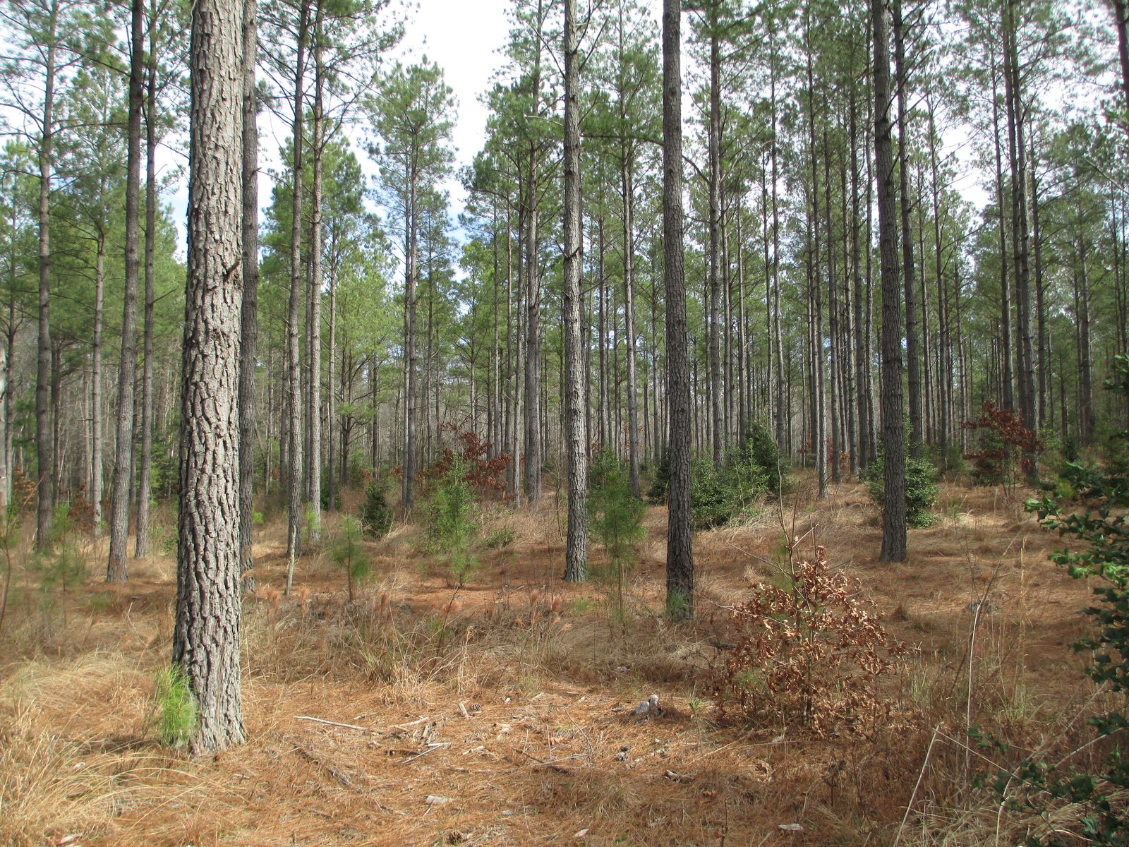 Big Woods State Forest loblolly plantation