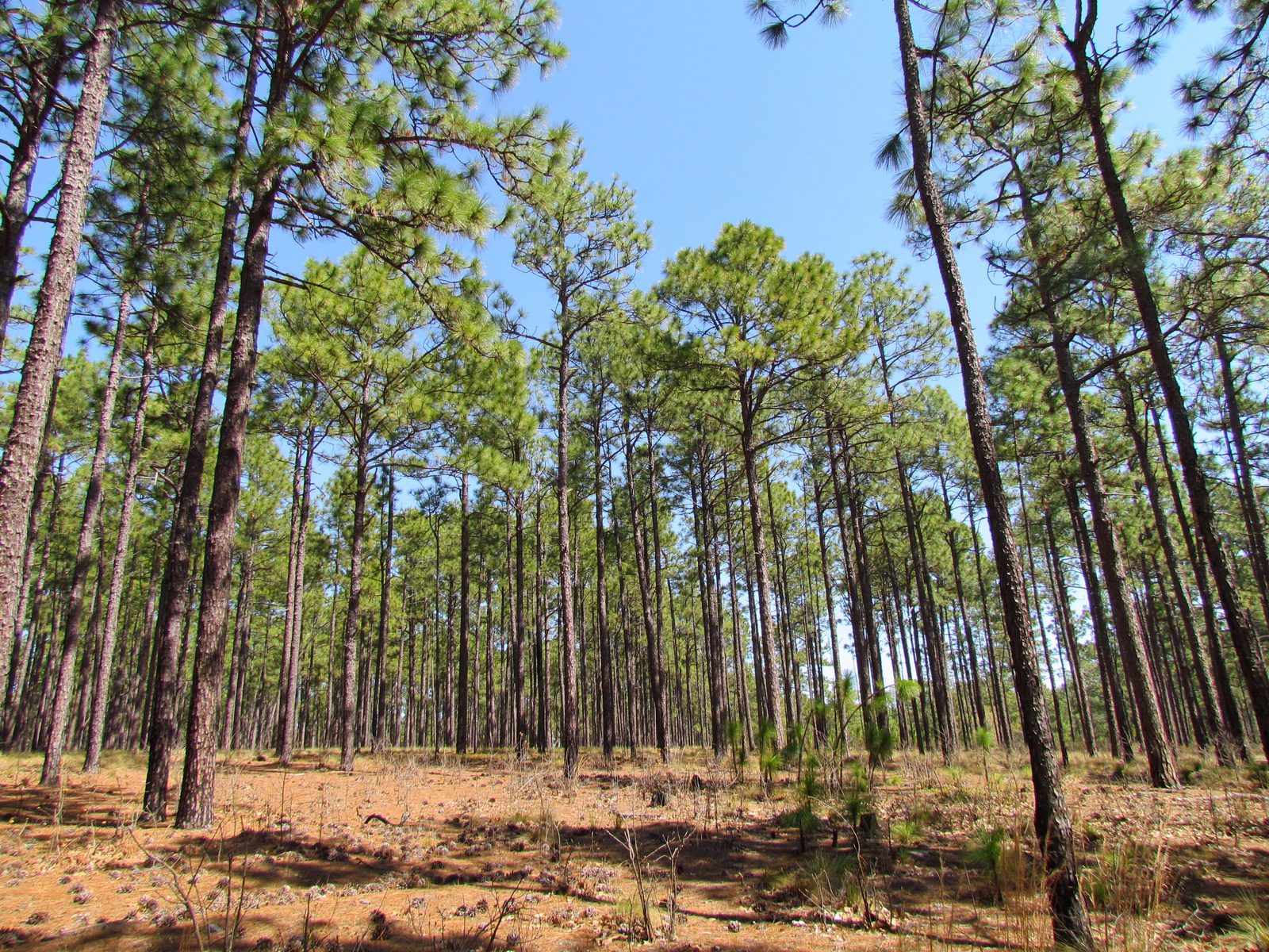Forest - longleaf pines Weymouth Woods SP 1807 (5606671187) (2)
